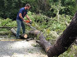 Best Stump Grinding and Removal  in Miles, TX