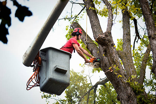 Best Commercial Tree Services  in Miles, TX