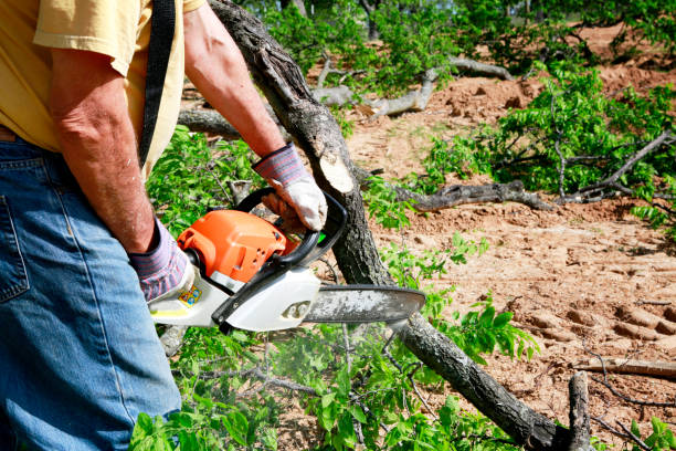 How Our Tree Care Process Works  in  Miles, TX
